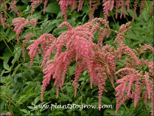 The flowers are an inflorescences called a panicle.